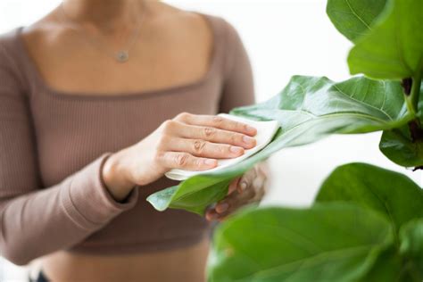 How Do You Clean Indoor Plant Leaves Leaf Shine Plant Care