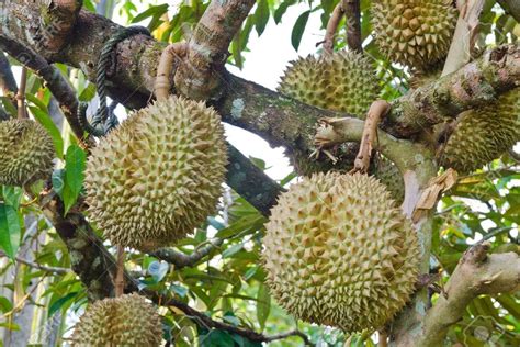 M Tech Gardens Rare Hybrid Durian Exotic Fruit Live Plant