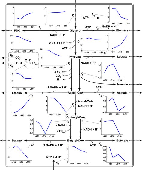 Results Of The Metabolic Flux Analysis During The Continuous And