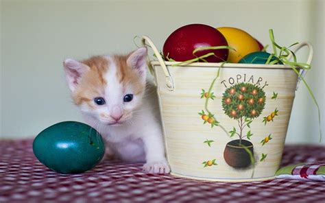 Easter Kittens Wallpapers Wallpaper Cave