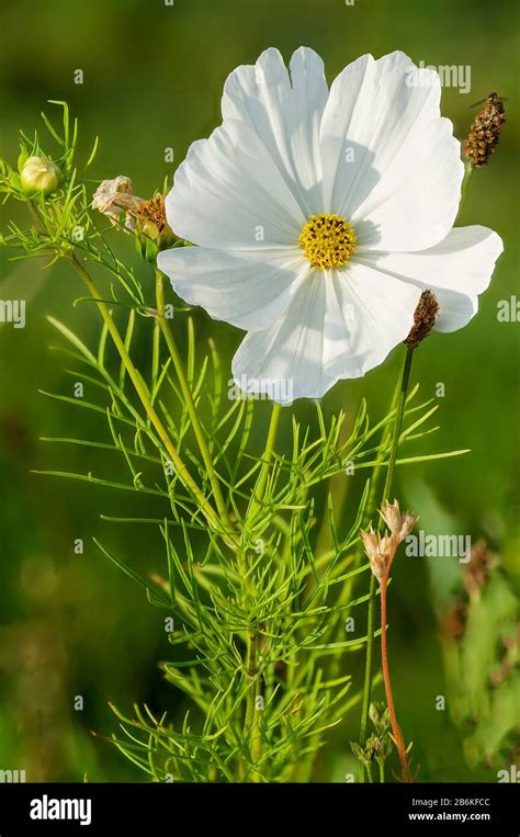 Mexican Aster Cosmos Bipinnatus Hi Res Stock Photography And Images Alamy