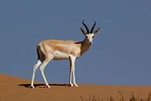 Goitered gazelle - Alchetron, The Free Social Encyclopedia