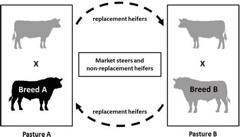 Crossbreeding Systems for Beef Cattle | Mississippi State University ...