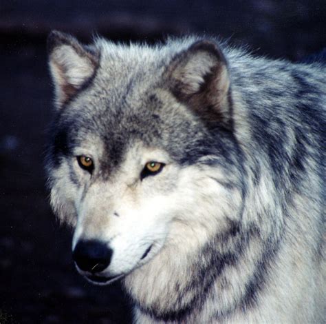 Animaux Alpes Maritimes Un Troupeau De Chevaux Attaqu Par Des Loups