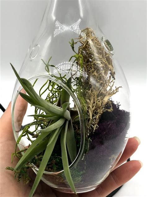 Air Plant Glass Raindrop W Stand Bulb Hanging Planter Pot Etsy