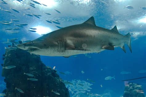 Shark Swimming in Lisbon Aquarium Stock Photo - Image of underwater ...