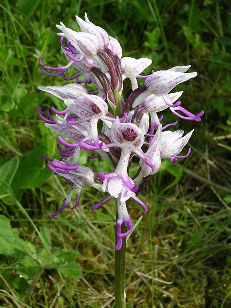 rare orchids | Orquídeas raras, Flores raras, Orquideas terrestres