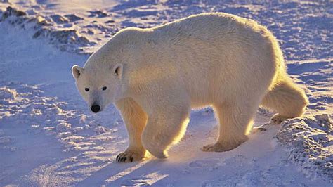 Osos Polares Qu Pasar A Con Ellos Si Se Derritiera El Hielo Del Rtico