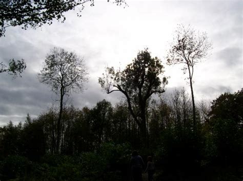 Teachitprimary Gallery Dark Clouds In The Woods Ben Wittersham Cep