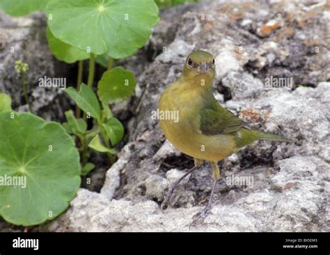 Female Painted Bunting Stock Photo - Alamy