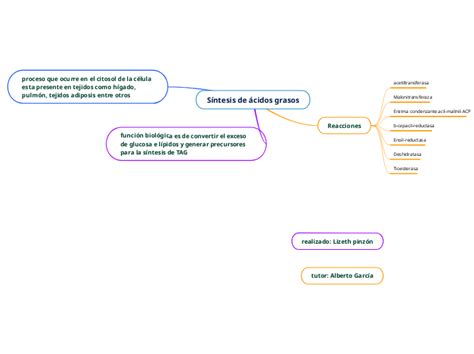 Síntesis de ácidos grasos Mind Map