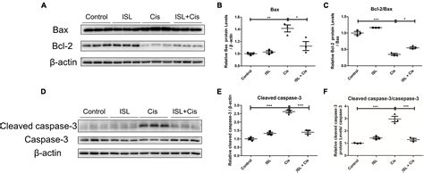 Frontiers Isoliquiritin Ameliorates Cisplatin Induced Renal Proximal