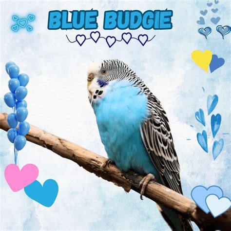 Blue budgie - Lifespan Behavior Care Food and Cage