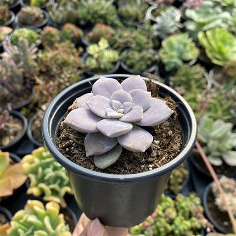 Graptopetalum Superbum Fonte Das Suculentas