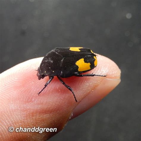 Clinteria Ducalis INaturalist