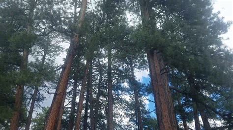 Ponderosa Pine Trees Along The Mountain Trail Youtube