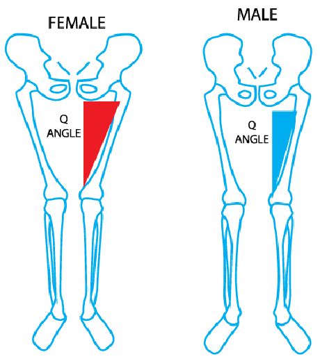 Anterior Knee Pain George D Goudelis Md Phd