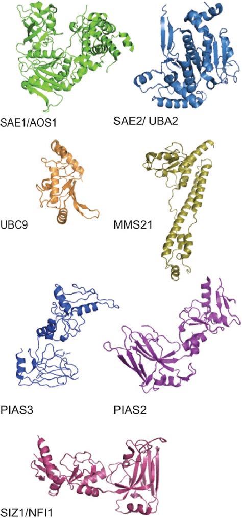 Structure Of Sumo E1 E2 E3 Enzymes Tertiary Ribbon Structure Of The