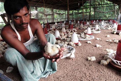 INDIAN POULTRY FARM Editorial Photography Image Of Chicken 15793647