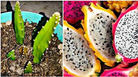 Best Simple Method Growing Dragon Fruit From Seed With Alovera Youtube