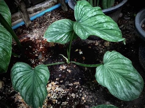 Philodendron Mamei Growing And Care Guide Plantglossary