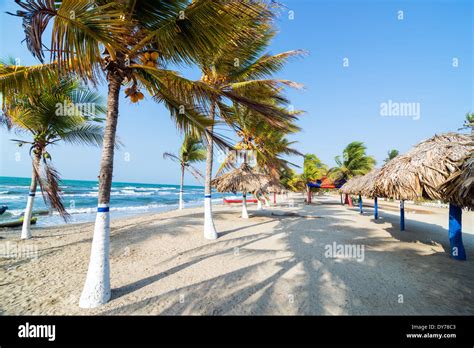 Palm trees on a beach in Covenas, Colombia Stock Photo: 68387091 - Alamy