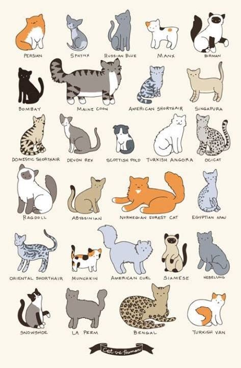 55 best images about Cat Breeds on Pinterest | Cats, Cornish rex and Scottish fold kittens