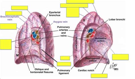 Posterior Lung Pt 2 Diagram Quizlet