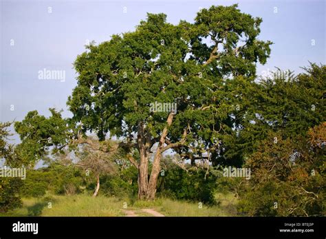 Jackalberry Tree Diospiros Mespiliformis Stock Photo Alamy