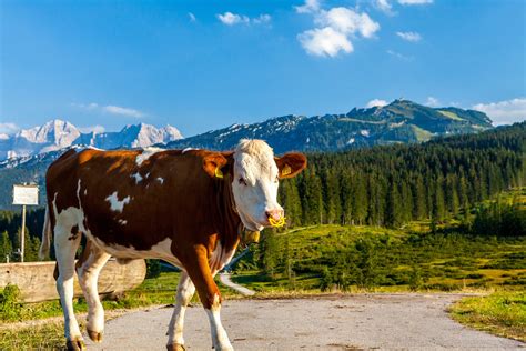 Almen Rund Um Reit Im Winkl In Den Bayerische Alpen