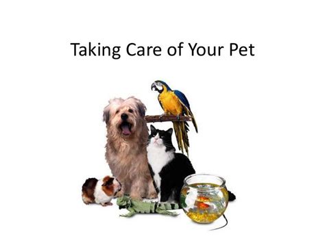 Taking Care Of Your Pet