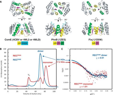 Dimerization modes of homologous REC domains (A) Dimerization mode of ... 