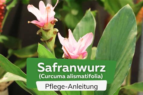 Curcuma Pflanze Safranwurz Standort Und Pflege Curcuma Alismatifolia