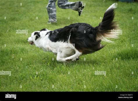 Border Collie in agility competition Stock Photo - Alamy