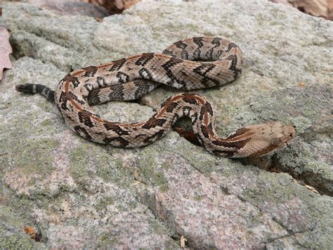 Snakes in the woods: Look, but don't touch | The Northeast Georgian