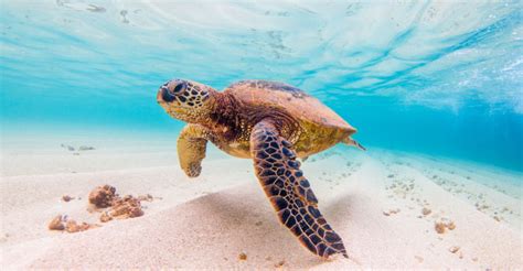 Oceano O Aguas Profundas Del Ecuador Flora Y Fauna