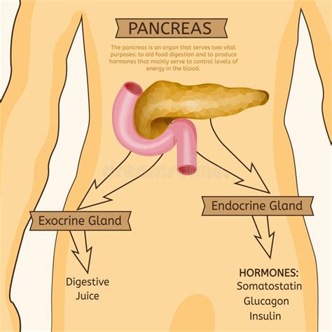 Imagem Do Vetor Do Pâncreas Ilustração do Vetor Ilustração de carta