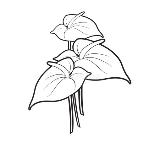 Dibujo Negro Del Vector De Las Flores Del Anthurium Del Esquema Tres