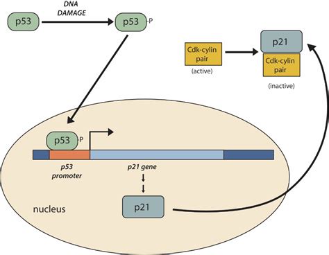 Chapter 13 The Cell Cycle And Its Regulation” In Fundamentals Of