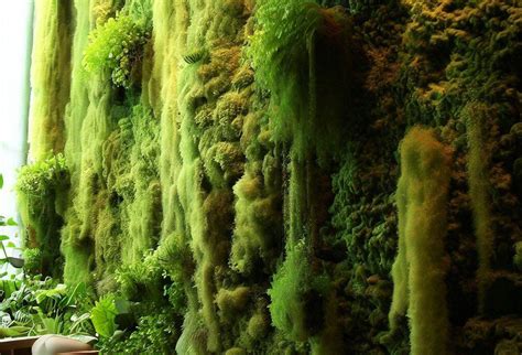 Selecting the Ideal Moss Species for a Stunning Indoor Moss Wall ...