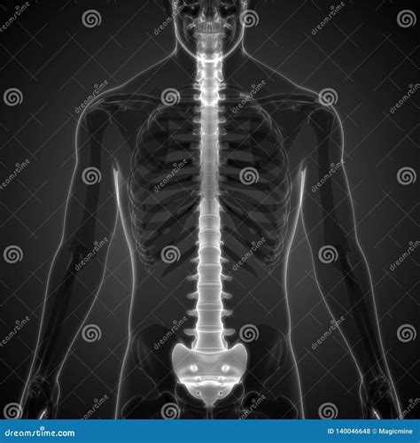 Anatomia Humana Da Coluna Vertebral De Sistema De Esqueleto Ilustra O