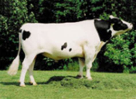 PRETIN - ALH Genetics