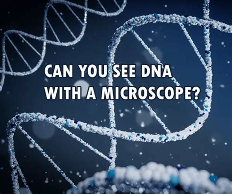 Can You See DNA With A Microscope 3DBiology