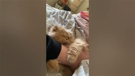 Sleepy Kitty Decides No More Belly Rubs Viralhog Youtube