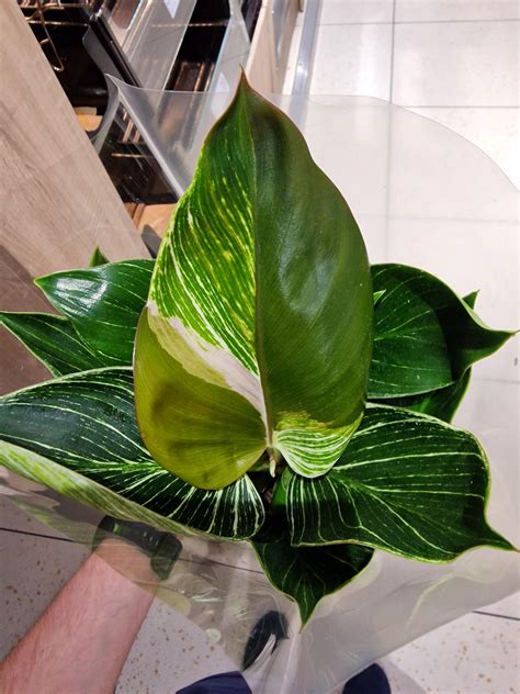 116 best Philodendron Birkin images on Pholder | Philodendron