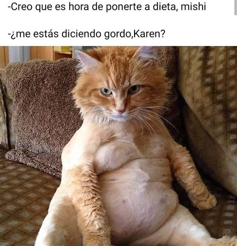 Y tú gato muerde No peor te juzga Memes