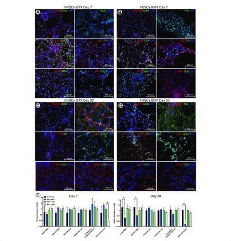 2D Coatings Of BMX Supports Neural Differentiation Of NSCs A B ICC