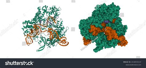 Structure Streptococcus Pyogenes Cas9 Complex Guide Stock Illustration ...