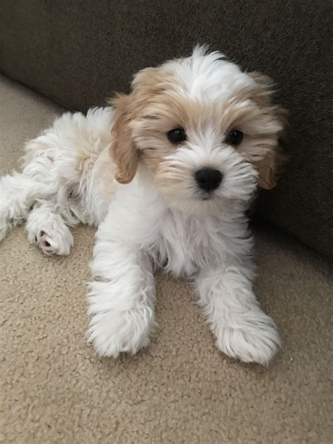 34++ Cavachon puppies information