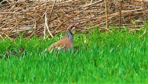 Red Legged Partridge Billinge John Livesley Flickr